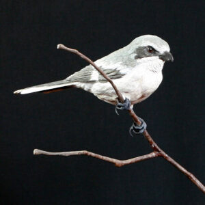 Loggerhead Shrike