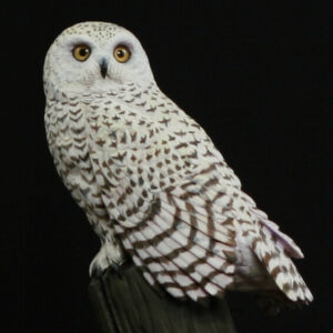 Snowy Owl