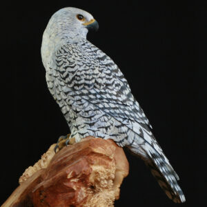 Gyr Falcon