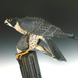 Peregrine with Mourning Dove