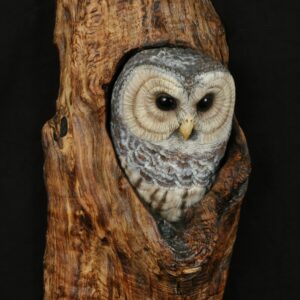 Barred Owl Hand Carved