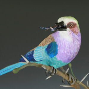 Lilac Breasted African Roller