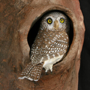 Hand Carved Pygmy Owl