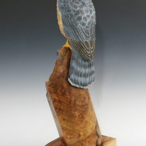 Hand Carved Cooper's Hawk on Myrtle