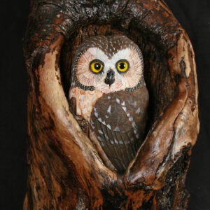 Northern Saw-whet Owl