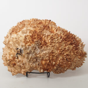 Maple Burl
