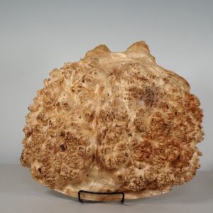 Maple Burl Cap 15x13x4  MP550