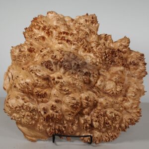 Maple Burl Cap 14x12x3 MP551