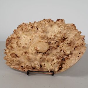 Maple Burl Cap 7x11x2 MP552