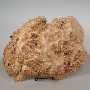 Maple Burl Cap 18x14x5 MP554